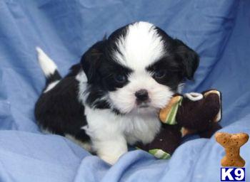 Shih Tzu Puppies for Sale